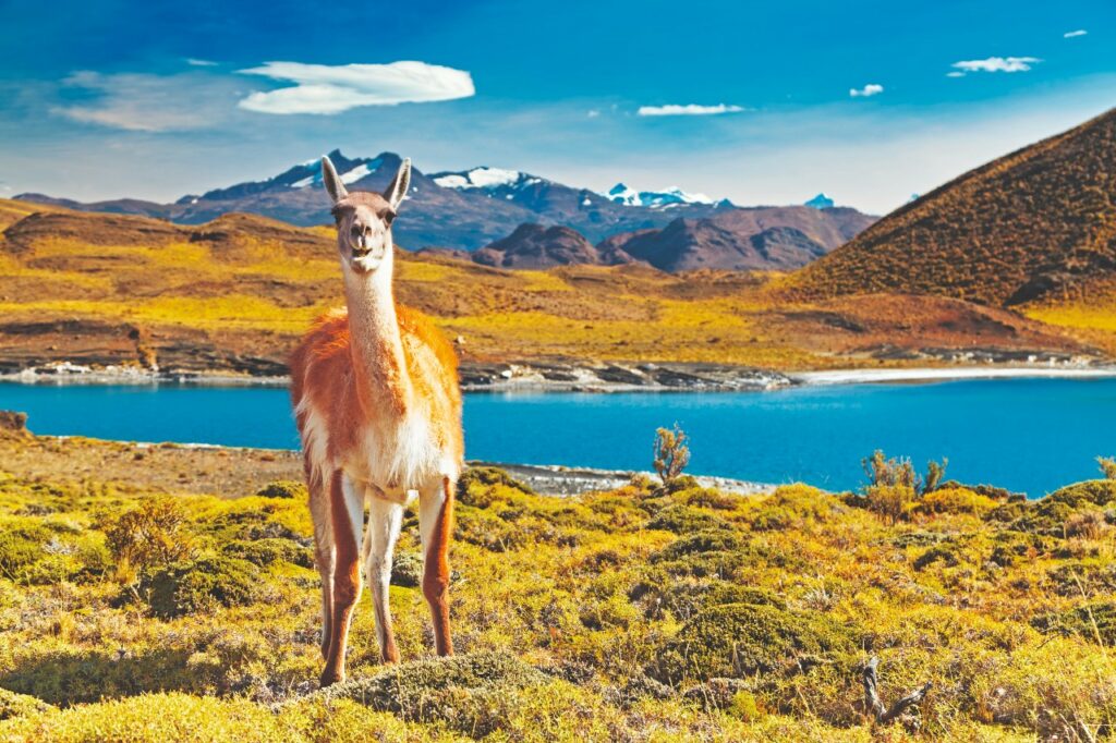 Ein Lama in Torres del Paine in Chile. Im Hintergrund sind Berge und ein See zu sehen.
